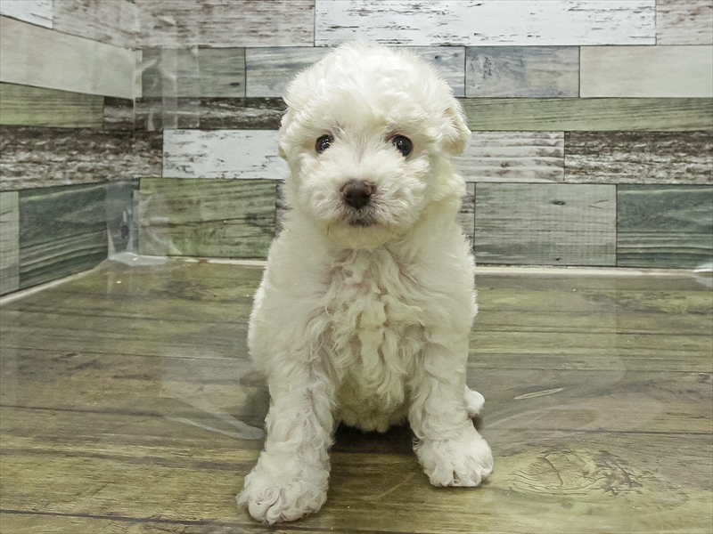 愛知県のビションフリーゼ (ワンラブ名古屋守山インター総本店/2025年10月29日生まれ/女の子/ホワイト)の子犬の3枚目の画像