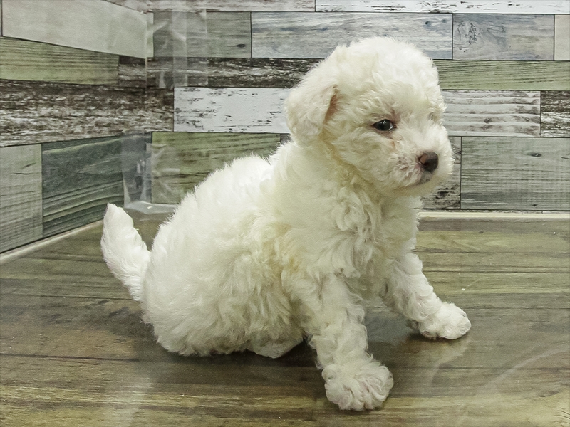 愛知県のビションフリーゼ (ワンラブ名古屋守山インター総本店/2025年10月29日生まれ/女の子/ホワイト)の子犬の2枚目の画像