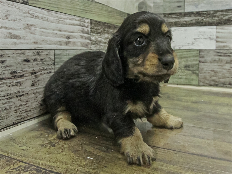 愛知県のミニチュアダックスフンド(ロング) (ワンラブ名古屋守山インター総本店/2025年11月2日生まれ/女の子/ブラックタン)の子犬の2枚目の画像