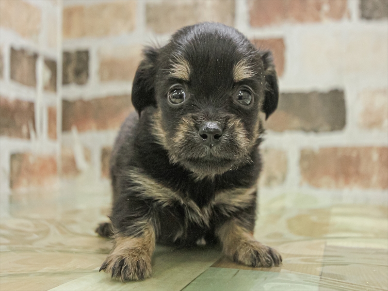 愛知県のチワックス(チワワ×ダックス) (ワンラブ名古屋守山インター総本店/2025年11月1日生まれ/女の子/ブラックタン)の子犬の3枚目の画像