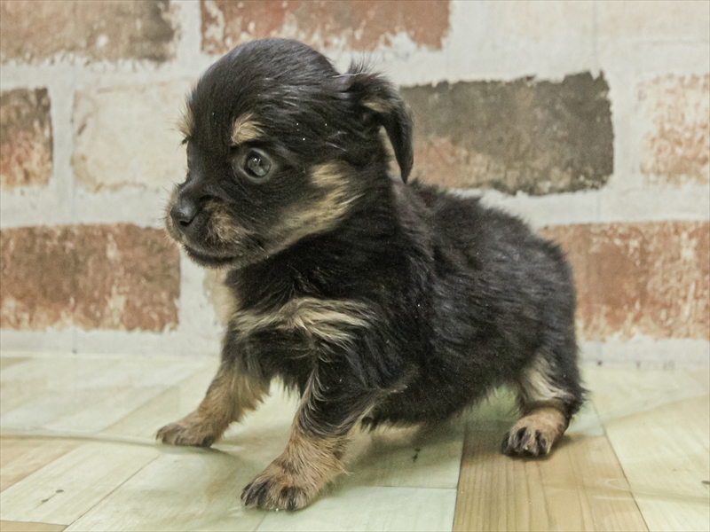 愛知県のチワックス(チワワ×ダックス) (ワンラブ名古屋守山インター総本店/2025年11月1日生まれ/女の子/ブラックタン)の子犬の2枚目の画像
