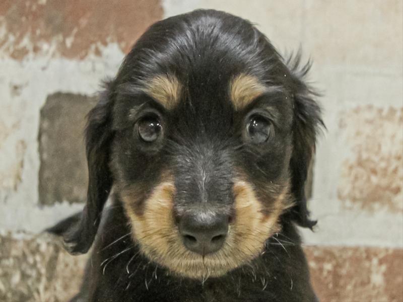 愛知県のミニチュアダックスフンド(ロング) (ワンラブ名古屋守山インター総本店/2025年11月2日生まれ/男の子/ブラックタン)の子犬の1枚目の画像
