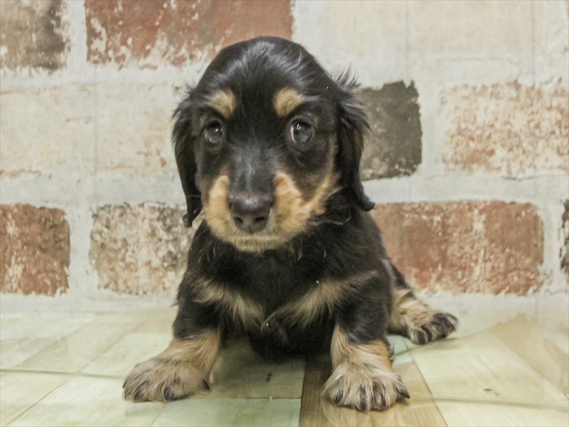 愛知県のミニチュアダックスフンド(ロング) (ワンラブ名古屋守山インター総本店/2025年11月2日生まれ/男の子/ブラックタン)の子犬の3枚目の画像