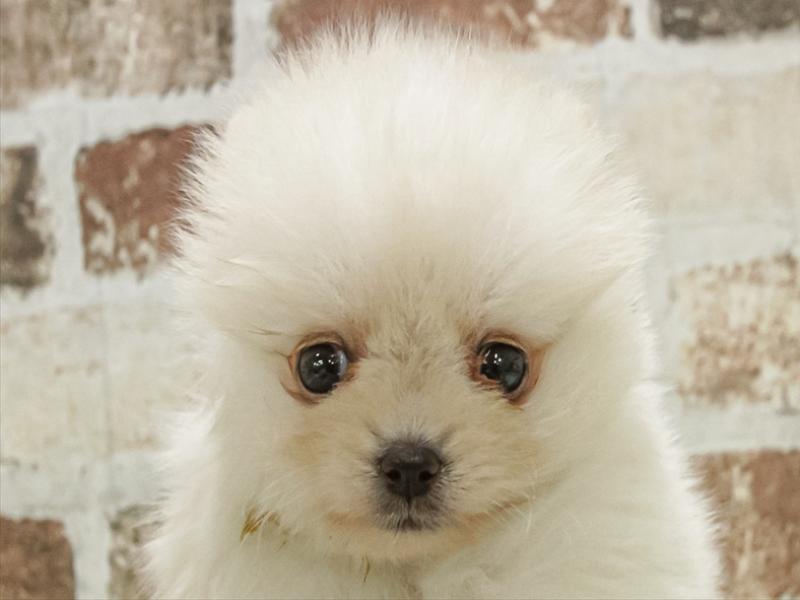 愛知県のポメラニアン (ワンラブ名古屋守山インター総本店/2025年11月1日生まれ/女の子/クリーム)の子犬の1枚目の画像