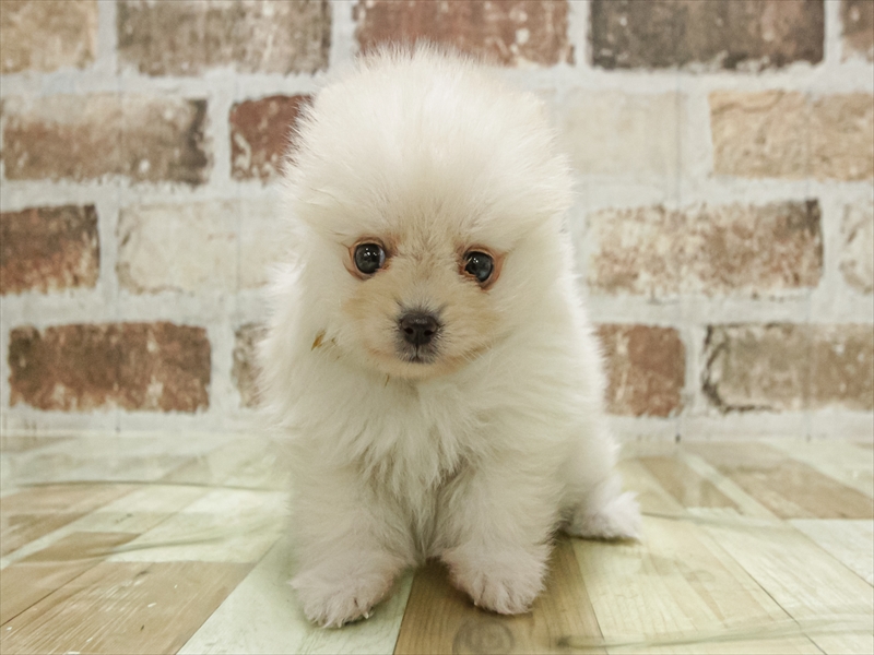 愛知県のポメラニアン (ワンラブ名古屋守山インター総本店/2025年11月1日生まれ/女の子/クリーム)の子犬の3枚目の画像