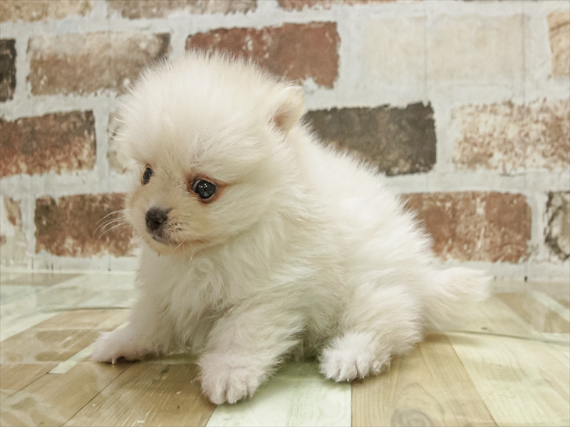 愛知県のポメラニアン (ワンラブ名古屋守山インター総本店/2025年11月1日生まれ/女の子/クリーム)の子犬の2枚目の画像