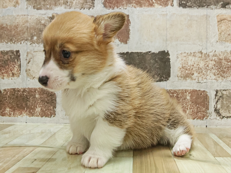 愛知県のウェルシュコーギーペンブローク (ワンラブ名古屋守山インター総本店/2025年11月2日生まれ/女の子/レッドホワイト)の子犬の2枚目の画像