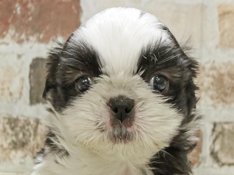 愛知県のペキシーズー/ペキズー(ペキニーズ×シーズー) (ワンラブ名古屋守山インター総本店/2025年11月1日生まれ/男の子/ブラックホワイト)の子犬の1枚目の画像