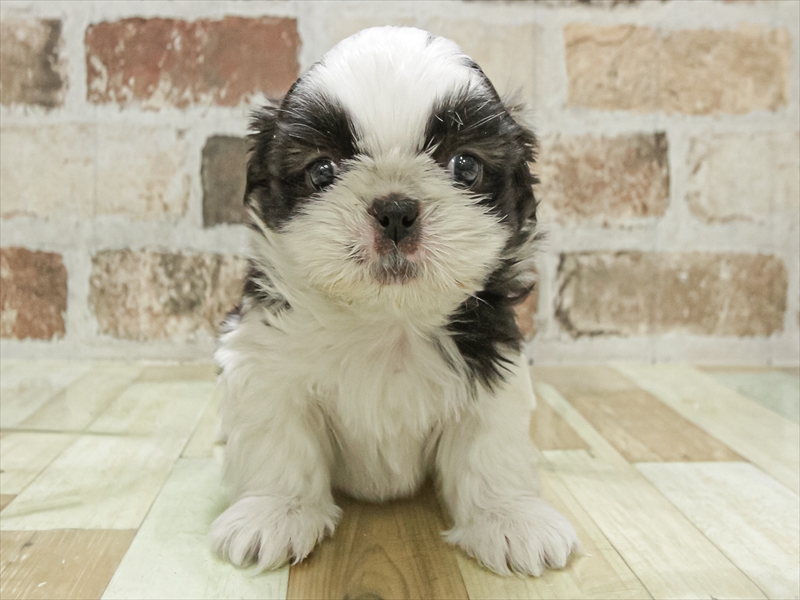 愛知県のペキシーズー/ペキズー(ペキニーズ×シーズー) (ワンラブ名古屋守山インター総本店/2025年11月1日生まれ/男の子/ブラックホワイト)の子犬の3枚目の画像