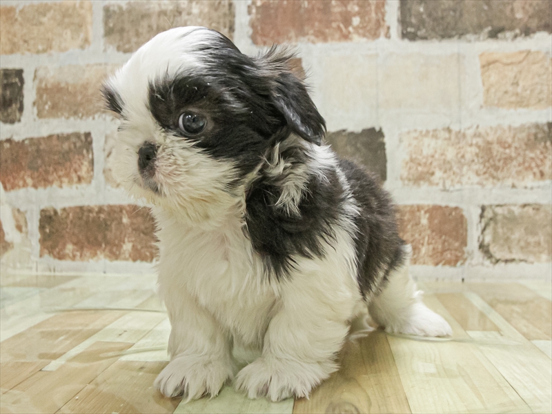 愛知県のペキシーズー/ペキズー(ペキニーズ×シーズー) (ワンラブ名古屋守山インター総本店/2025年11月1日生まれ/男の子/ブラックホワイト)の子犬の2枚目の画像