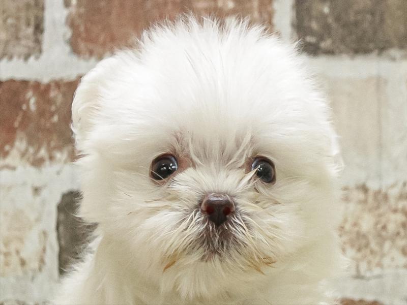 愛知県のポメマル/マルポメ(ポメラニアン×マルチーズ) (ワンラブ名古屋守山インター総本店/2025年11月2日生まれ/男の子/クリーム)の子犬の1枚目の画像