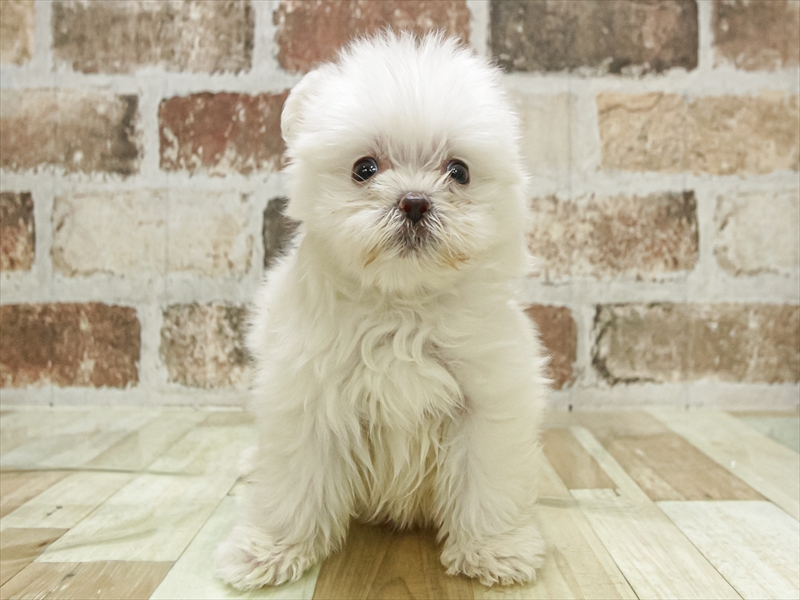 愛知県のポメマル/マルポメ(ポメラニアン×マルチーズ) (ワンラブ名古屋守山インター総本店/2025年11月2日生まれ/男の子/クリーム)の子犬の3枚目の画像