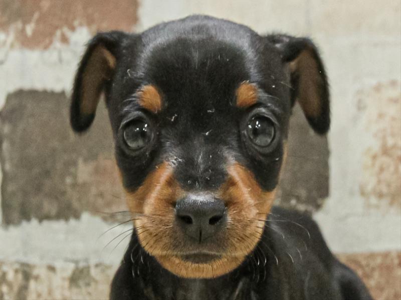 愛知県のミニチュアピンシャー (ワンラブ名古屋守山インター総本店/2025年11月3日生まれ/女の子/ブラックタン)の子犬の1枚目の画像