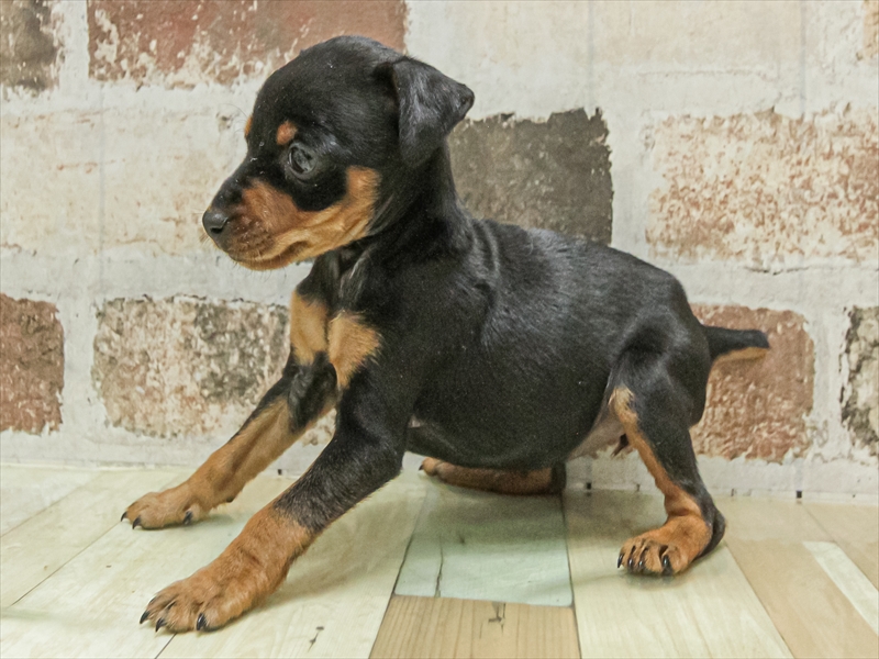 愛知県のミニチュアピンシャー (ワンラブ名古屋守山インター総本店/2025年11月3日生まれ/女の子/ブラックタン)の子犬の2枚目の画像