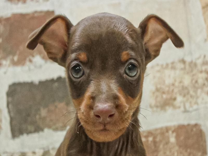 愛知県のミニチュアピンシャー (ワンラブ名古屋守山インター総本店/2025年11月3日生まれ/女の子/チョコレートタン)の子犬の1枚目の画像