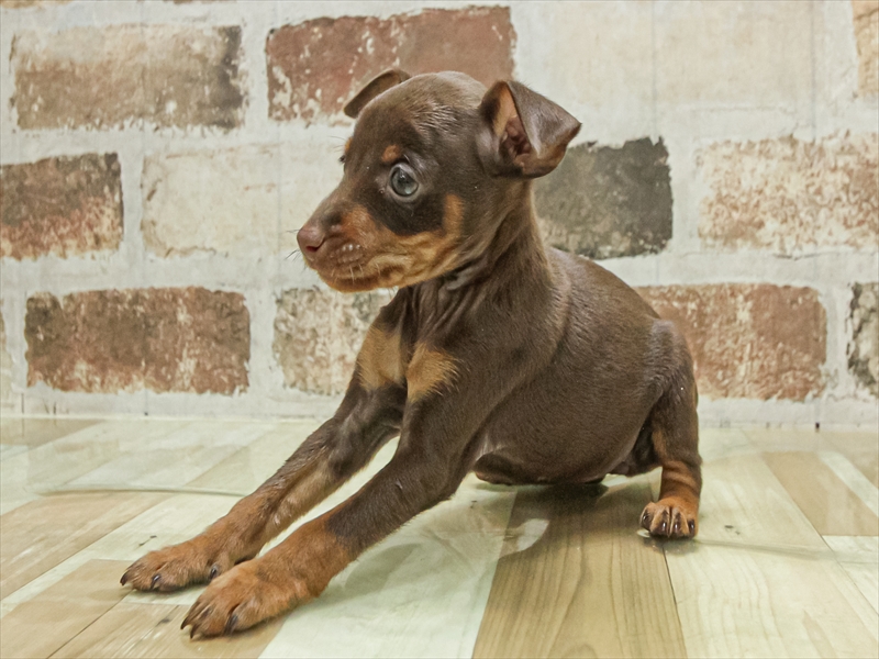 愛知県のミニチュアピンシャー (ワンラブ名古屋守山インター総本店/2025年11月3日生まれ/女の子/チョコレートタン)の子犬の2枚目の画像