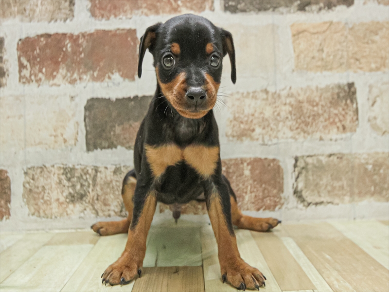 愛知県のミニチュアピンシャー (ワンラブ名古屋守山インター総本店/2025年11月3日生まれ/男の子/ブラックタン)の子犬の3枚目の画像