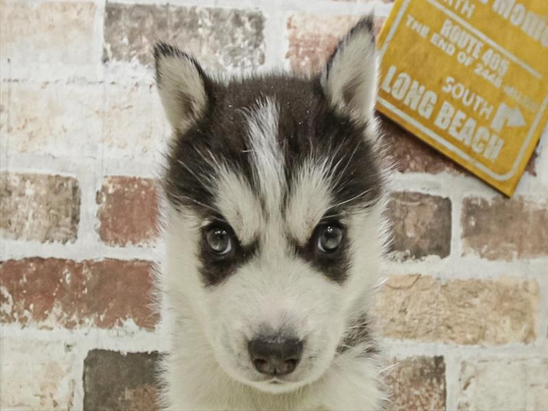 愛知県のシベリアンハスキー (ワンラブ名古屋守山インター総本店/2025年11月2日生まれ/男の子/ブラックホワイト)の子犬の1枚目の画像