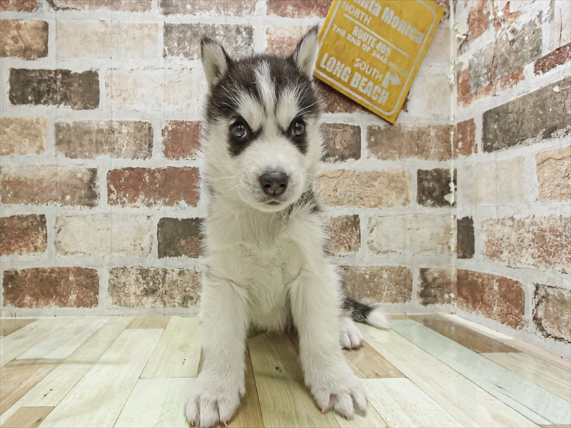愛知県のシベリアンハスキー (ワンラブ名古屋守山インター総本店/2025年11月2日生まれ/男の子/ブラックホワイト)の子犬の3枚目の画像