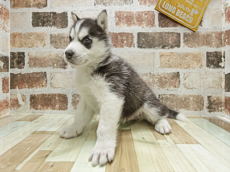 愛知県のシベリアンハスキー (ワンラブ名古屋守山インター総本店/2025年11月2日生まれ/男の子/ブラックホワイト)の子犬の2枚目の画像