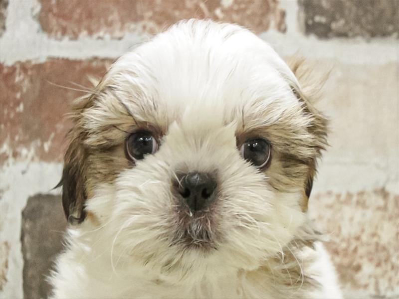 愛知県のシーズー (ワンラブ名古屋守山インター総本店/2025年11月2日生まれ/女の子/ホワイトゴールド)の子犬の1枚目の画像