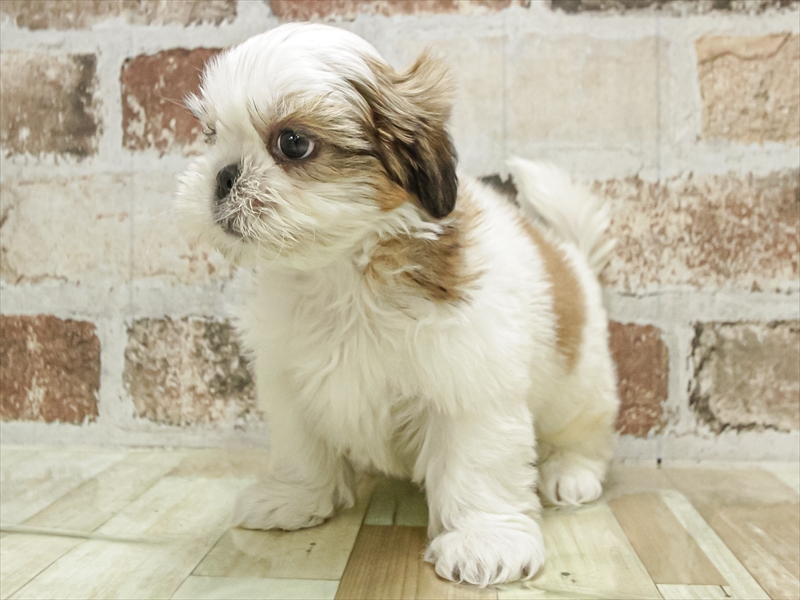 愛知県のシーズー (ワンラブ名古屋守山インター総本店/2025年11月2日生まれ/女の子/ホワイトゴールド)の子犬の2枚目の画像