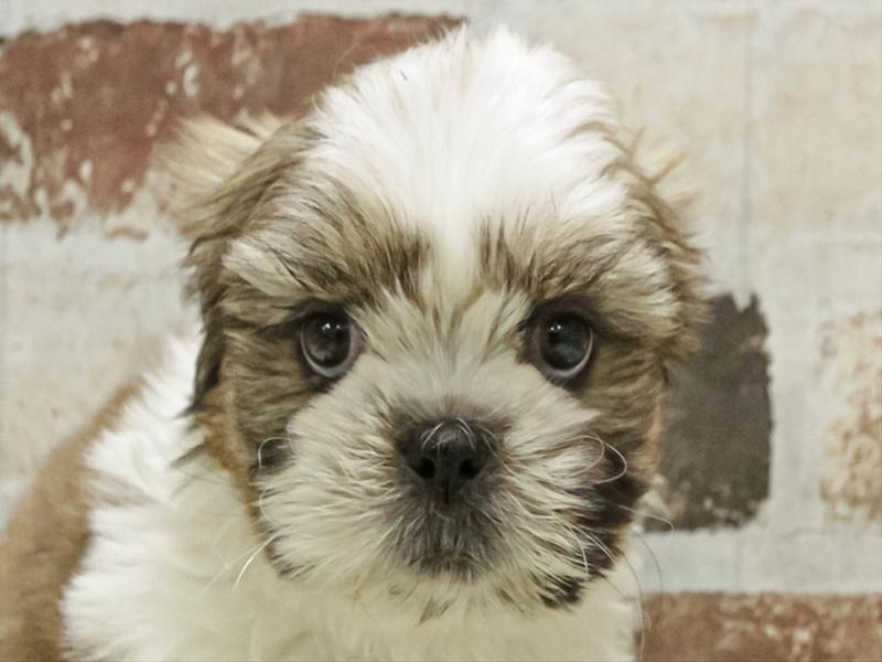 愛知県のシーズー (ワンラブ名古屋守山インター総本店/2025年11月2日生まれ/男の子/ホワイトゴールド)の子犬の1枚目の画像