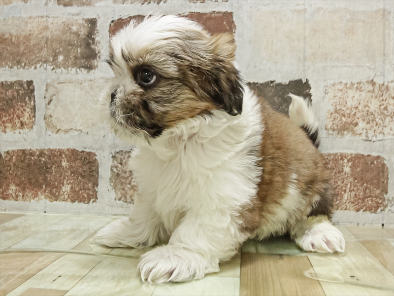 愛知県のシーズー (ワンラブ名古屋守山インター総本店/2025年11月2日生まれ/男の子/ホワイトゴールド)の子犬の2枚目の画像