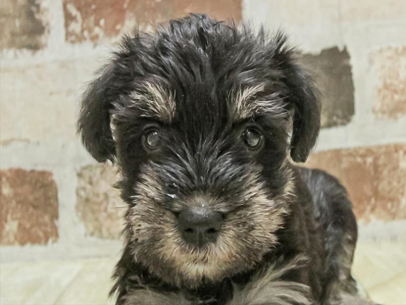 愛知県のミニチュアシュナウザー (ワンラブ名古屋守山インター総本店/2025年11月2日生まれ/女の子/ブラックシルバー)の子犬の1枚目の画像