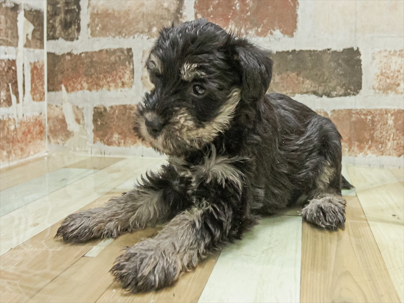 愛知県のミニチュアシュナウザー (ワンラブ名古屋守山インター総本店/2025年11月2日生まれ/女の子/ブラックシルバー)の子犬の2枚目の画像