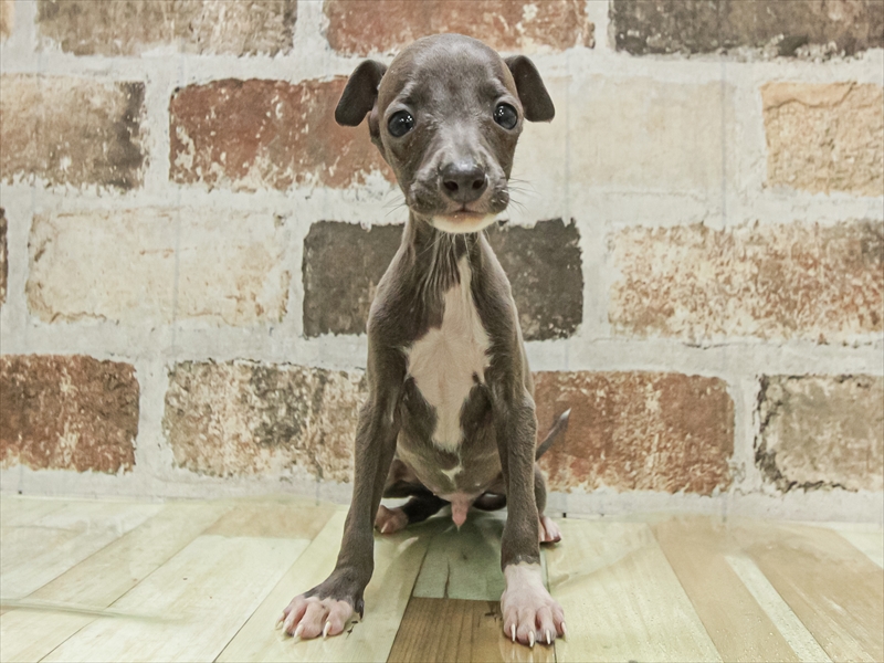 愛知県のイタリアングレーハウンド (ワンラブ名古屋守山インター総本店/2025年11月3日生まれ/男の子/ブルー)の子犬の3枚目の画像