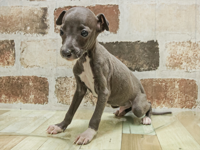 愛知県のイタリアングレーハウンド (ワンラブ名古屋守山インター総本店/2025年11月3日生まれ/男の子/ブルー)の子犬の2枚目の画像