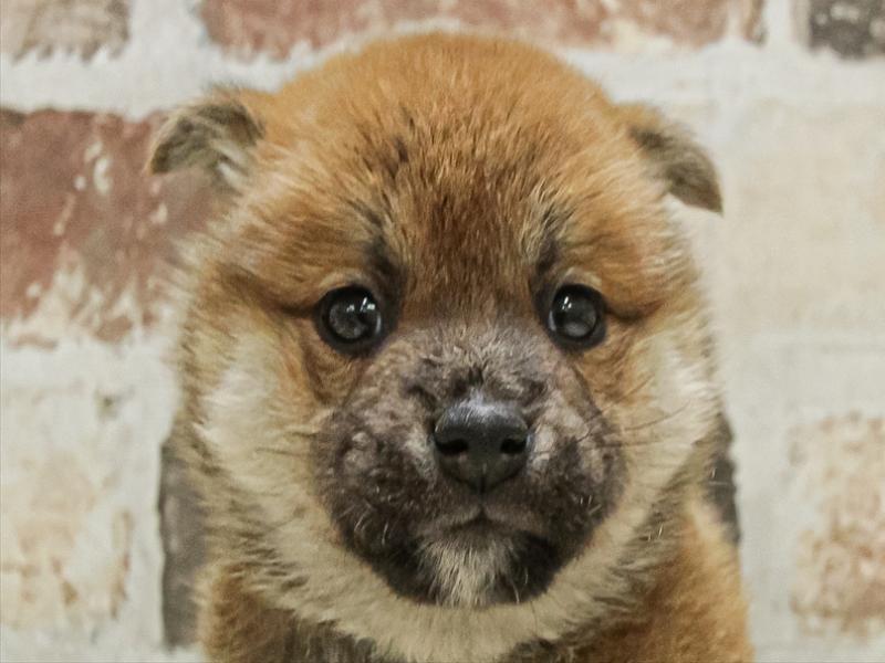 愛知県の柴犬(標準サイズ) (ワンラブ名古屋守山インター総本店/2025年11月1日生まれ/女の子/赤)の子犬の1枚目の画像