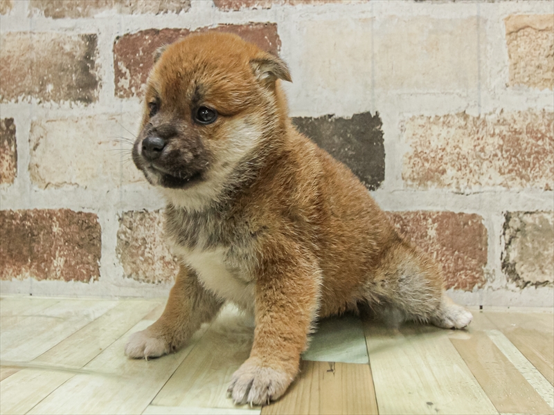 愛知県の柴犬(標準サイズ) (ワンラブ名古屋守山インター総本店/2025年11月1日生まれ/女の子/赤)の子犬の2枚目の画像