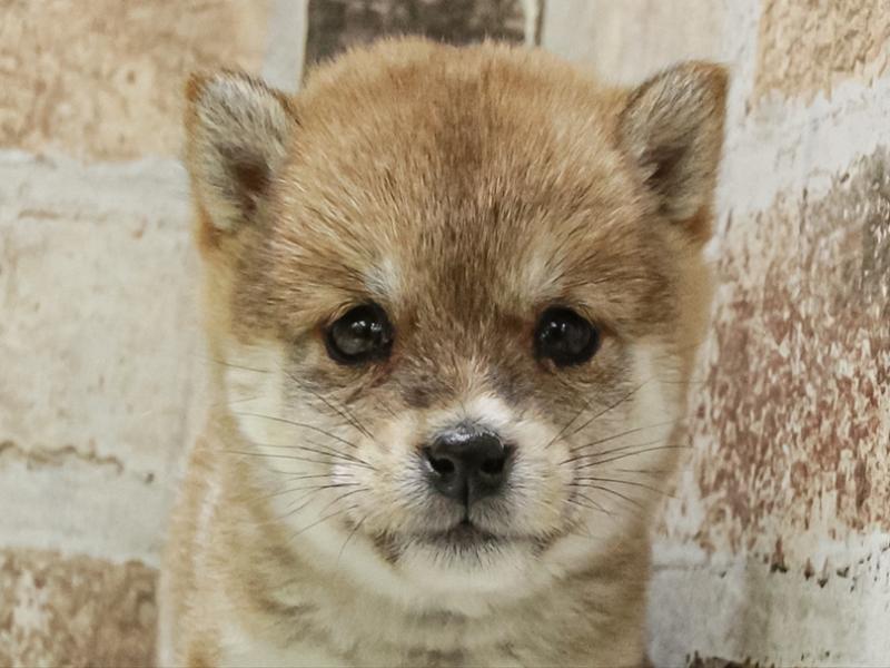 愛知県の豆柴 (ワンラブ名古屋守山インター総本店/2025年11月2日生まれ/女の子/赤)の子犬の1枚目の画像