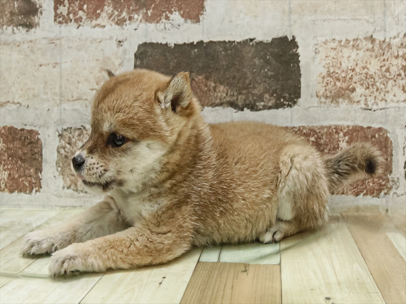 愛知県の豆柴 (ワンラブ名古屋守山インター総本店/2025年11月2日生まれ/女の子/赤)の子犬の2枚目の画像