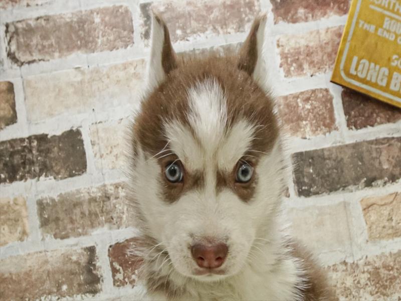 愛知県のシベリアンハスキー (ワンラブ名古屋守山インター総本店/2025年10月25日生まれ/男の子/チョコレートホワイト)の子犬の1枚目の画像