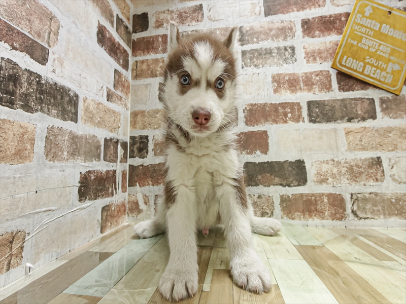 愛知県のシベリアンハスキー (ワンラブ名古屋守山インター総本店/2025年10月25日生まれ/男の子/チョコレートホワイト)の子犬の3枚目の画像