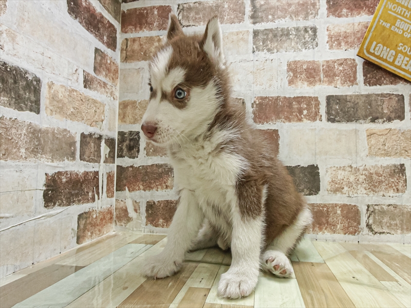 愛知県のシベリアンハスキー (ワンラブ名古屋守山インター総本店/2025年10月25日生まれ/男の子/チョコレートホワイト)の子犬の2枚目の画像