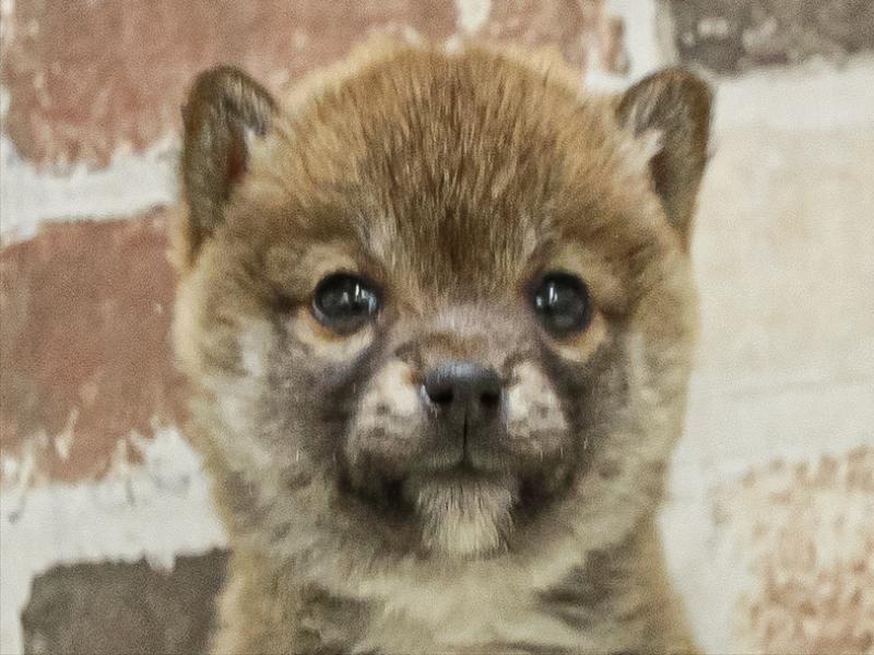 愛知県の豆柴 (ワンラブ名古屋守山インター総本店/2025年11月1日生まれ/女の子/赤)の子犬の1枚目の画像