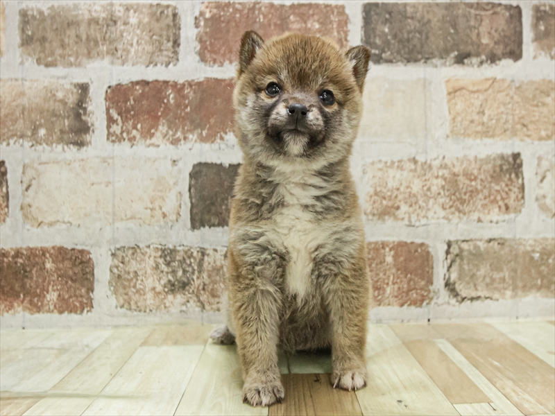 愛知県の豆柴 (ワンラブ名古屋守山インター総本店/2025年11月1日生まれ/女の子/赤)の子犬の3枚目の画像