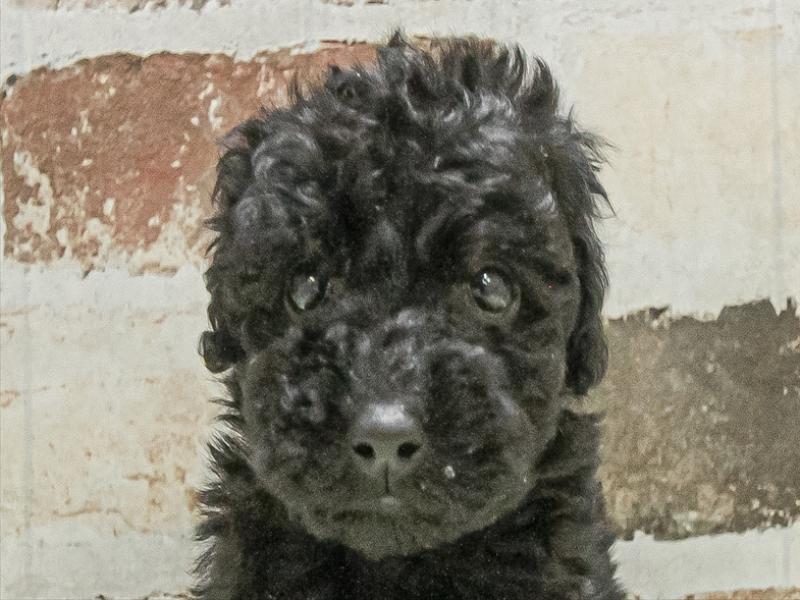 愛知県のトイプードル(トイ) (ワンラブ名古屋守山インター総本店/2025年11月3日生まれ/男の子/ブラック)の子犬の1枚目の画像