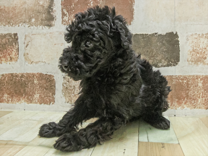 愛知県のトイプードル(トイ) (ワンラブ名古屋守山インター総本店/2025年11月3日生まれ/男の子/ブラック)の子犬の2枚目の画像