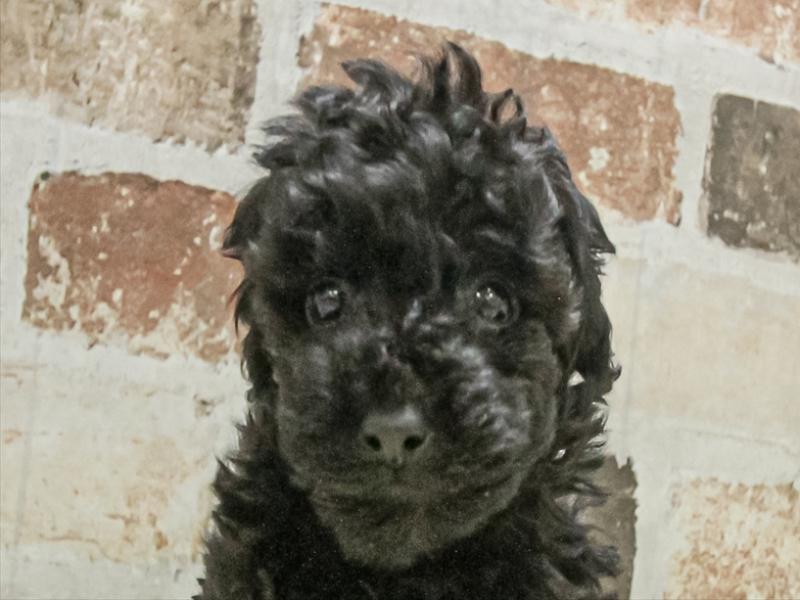愛知県のトイプードル(トイ) (ワンラブ名古屋守山インター総本店/2025年11月3日生まれ/男の子/ブラック)の子犬の1枚目の画像