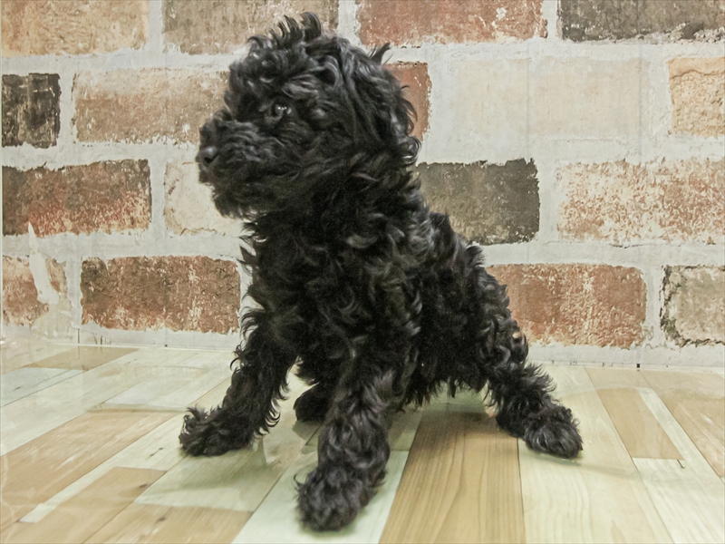 愛知県のトイプードル(トイ) (ワンラブ名古屋守山インター総本店/2025年11月3日生まれ/男の子/ブラック)の子犬の2枚目の画像