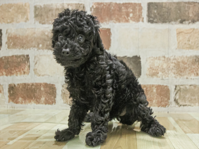 愛知県のトイプードル(トイ) (ワンラブ名古屋守山インター総本店/2025年11月3日生まれ/女の子/ブラック)の子犬の2枚目の画像