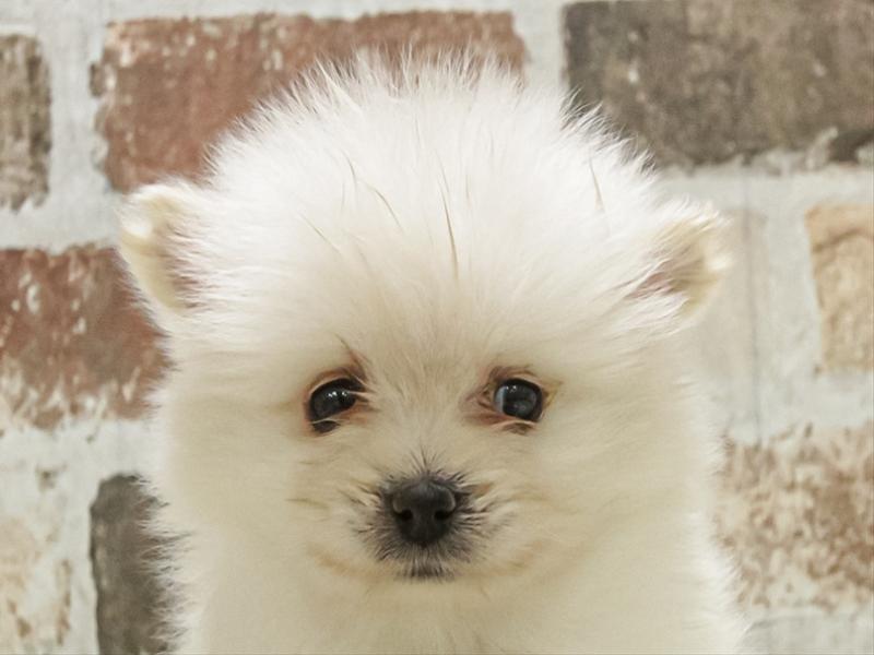 愛知県のポメラニアン (ワンラブ名古屋守山インター総本店/2025年11月3日生まれ/女の子/クリーム)の子犬の1枚目の画像