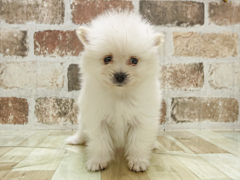 愛知県のポメラニアン (ワンラブ名古屋守山インター総本店/2025年11月3日生まれ/女の子/クリーム)の子犬の3枚目の画像