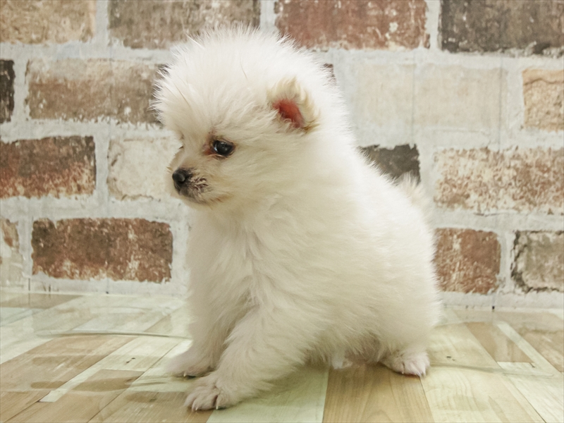 愛知県のポメラニアン (ワンラブ名古屋守山インター総本店/2025年11月3日生まれ/女の子/クリーム)の子犬の2枚目の画像