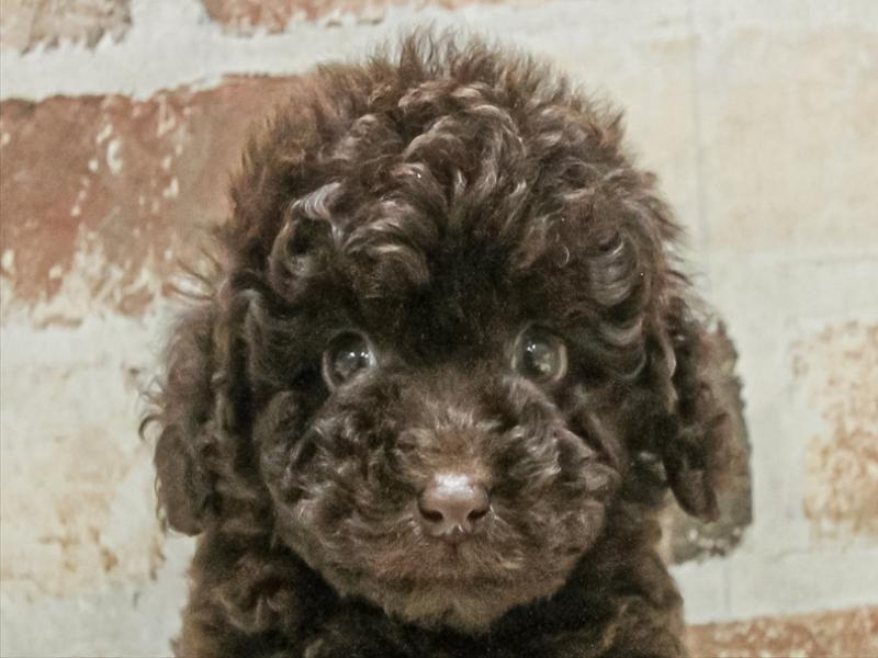 愛知県のトイプードル(トイ) (ワンラブ名古屋守山インター総本店/2025年11月3日生まれ/女の子/ブラウン)の子犬の1枚目の画像